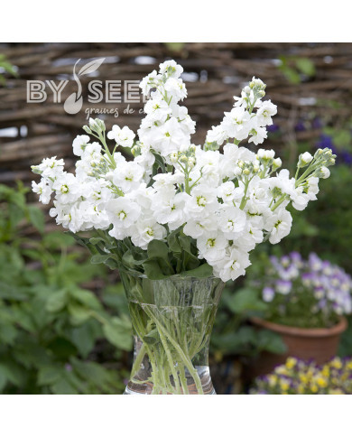 Giroflée quarantaine Anytime White