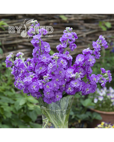 Giroflée quarantaine Anytime Lavender