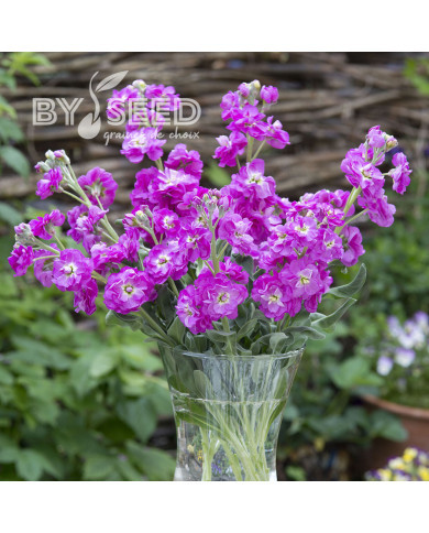 Giroflée quarantaine Anytime Hot Pink