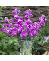 Giroflée quarantaine Anytime Deep Purple