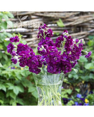 Giroflée quarantaine Anytime Deep Purple