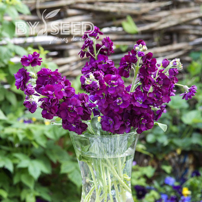 Giroflée quarantaine Anytime Deep Purple