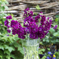 Giroflée quarantaine Anytime Deep Purple