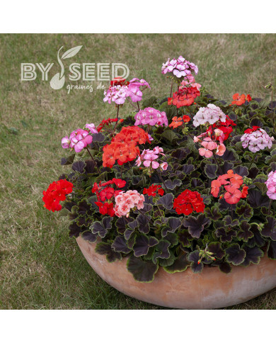 Géranium (Pelargonium) Horizon Shadow Mix