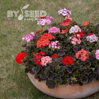 Géranium (Pelargonium) Horizon Shadow Mix