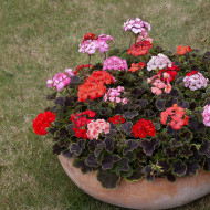 Géranium (Pelargonium) Horizon Shadow Mix