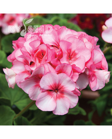 Géranium (Pelargonium) Horizon  New Star
