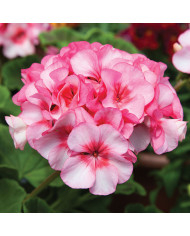 Géranium (Pelargonium) Horizon Shadow Mix