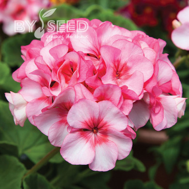Géranium (Pelargonium) Horizon  New Star