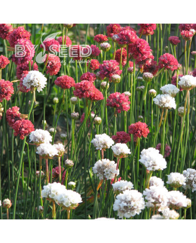 Armeria pseudarmeria Mix
