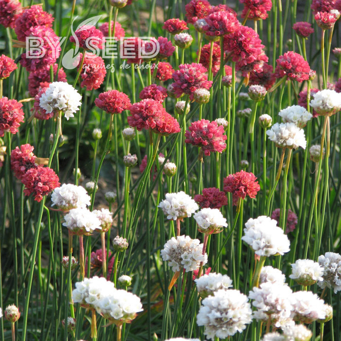 Armeria pseudarmeria Mix