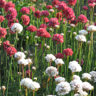 Armeria pseudarmeria Mix