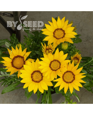 Gazania Zany F1 Yellow (graines pelliculées)