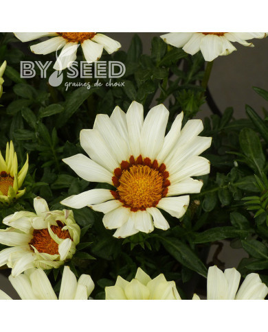 Gazania Zany F1 White (graines pelliculées)