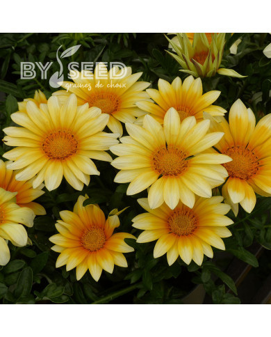 Gazania Zany F1 Sunny Side Up (graines pelliculées)