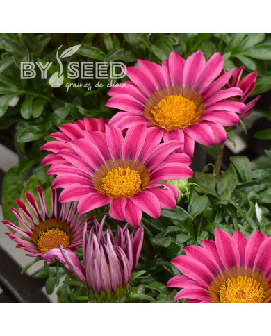Gazania Zany F1 Pink (graines pelliculées)