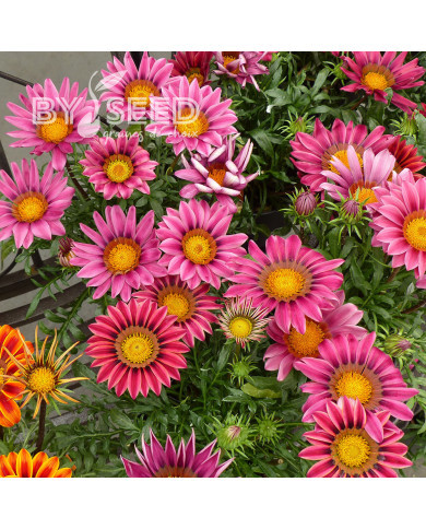 Gazania Zany F1 Pink (graines pelliculées)