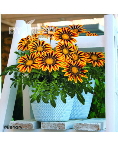 Gazania Zany F1 Orange Flame (graines pelliculées)