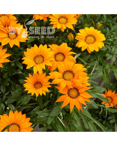 Gazania Zany F1 Orange (graines pelliculées)