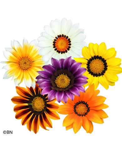 Gazania Zany F1 Mixture (graines pelliculées)