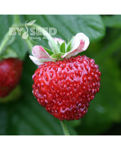 Fraisier des bois Mignonette