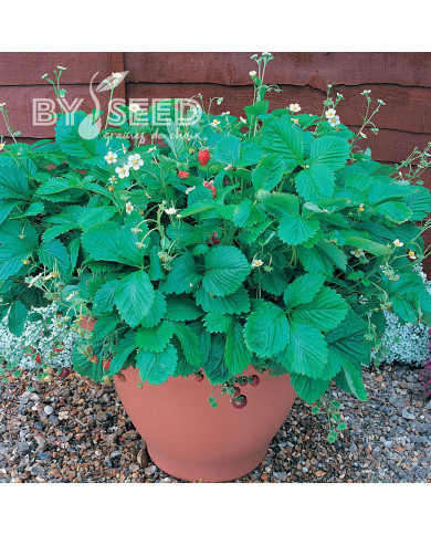 Fraisier des bois Mignonette