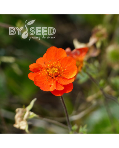 Benoîte (Geum) coccineum Koi