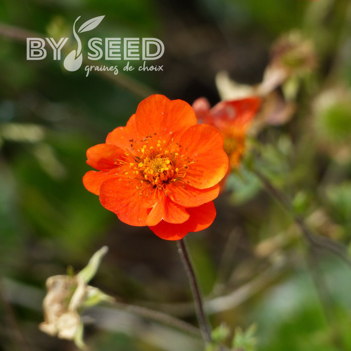 Benoîte (Geum) coccineum Koi