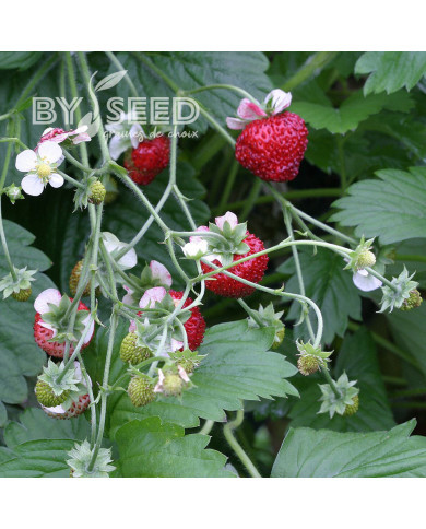 Fraisier des bois Mignonette