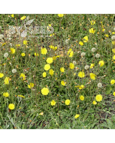 Hieracium pilosella - Epervière piloselle