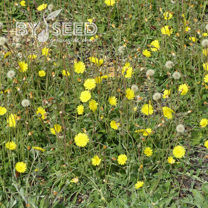 Hieracium pilosella - Epervière piloselle