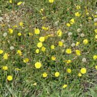 Hieracium pilosella - Epervière piloselle