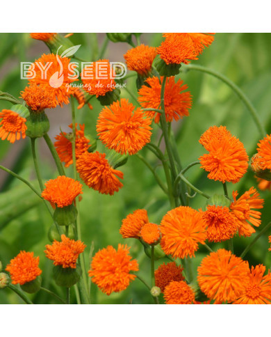 Emilia javanica Irish Poet