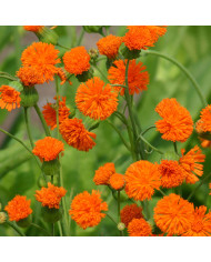 Echeveria Urban Yellow (graines enrobées)