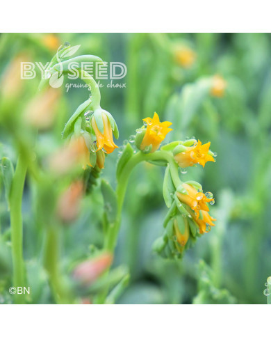 Echeveria Urban Yellow (graines enrobées)