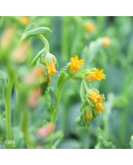 Echeveria Urban Orange (graines enrobées)