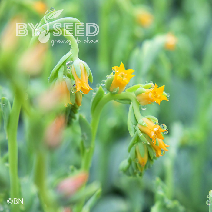 Echeveria Urban Yellow (graines enrobées)