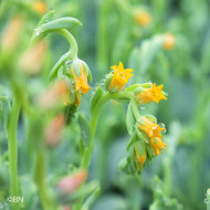 Echeveria Urban Yellow (graines enrobées)