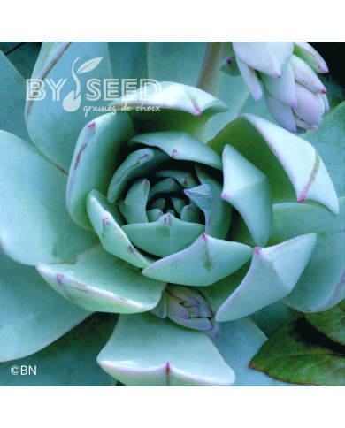 Echeveria Urban Orange (graines enrobées)