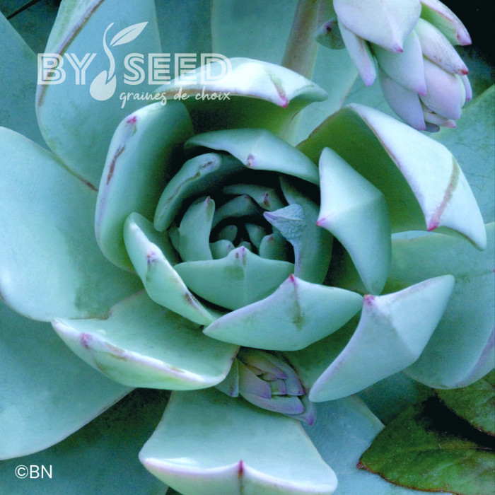 Echeveria Urban Orange (graines enrobées)