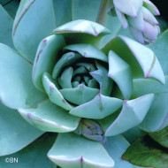 Echeveria Urban Orange (graines enrobées)