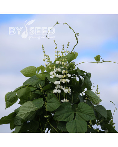 Dolique - Dolichos lablab Silver Moon