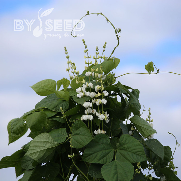 Dolique - Dolichos lablab Silver Moon