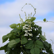 Dolique - Dolichos lablab Silver Moon