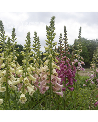 Digitale purpurea Foxy Mix