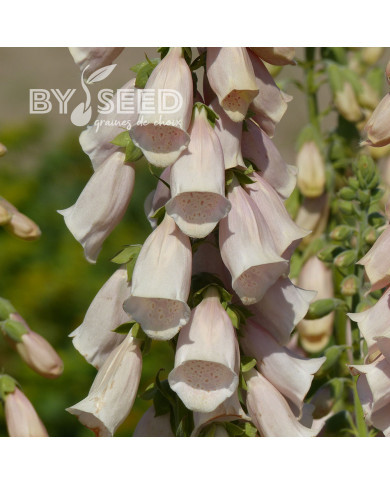 Digitale purpurea Apricot