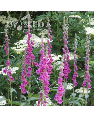 Digitale purpurea (type sauvage) - Gant de Notre Dame