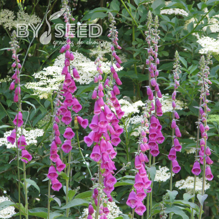 Digitale purpurea (type sauvage) - Gant de Notre Dame