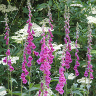 Digitale purpurea (type sauvage) - Gant de Notre Dame