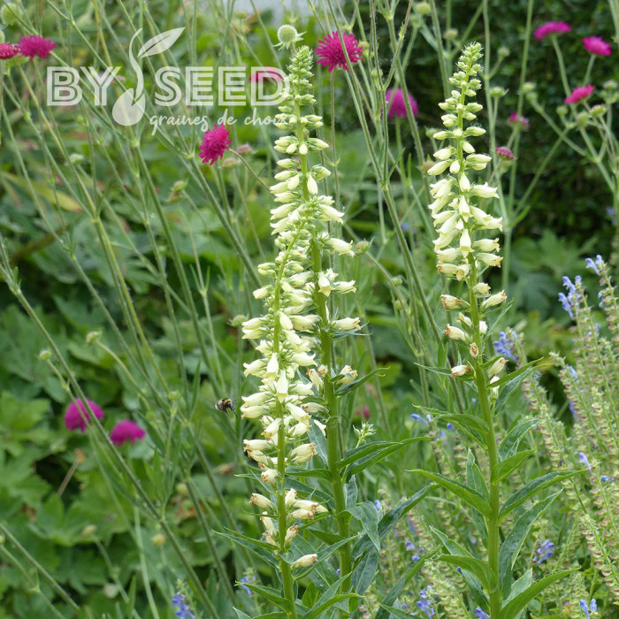 Digitale lutea
